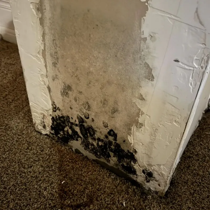 Professional Mold Removal in Vernonia, OR